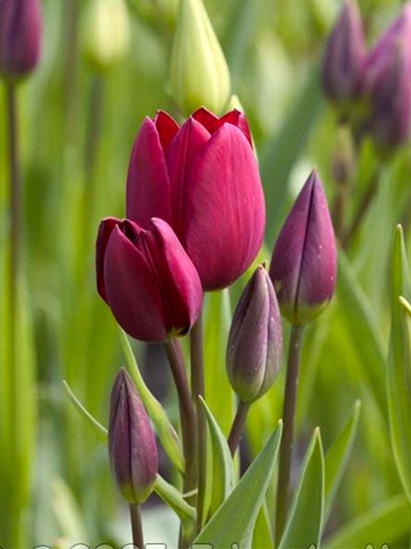  Purple Bouquet  (2 )