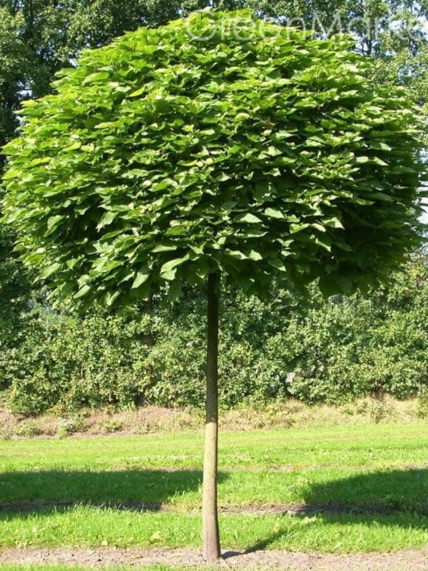    (Catalpa bignonioides) 25