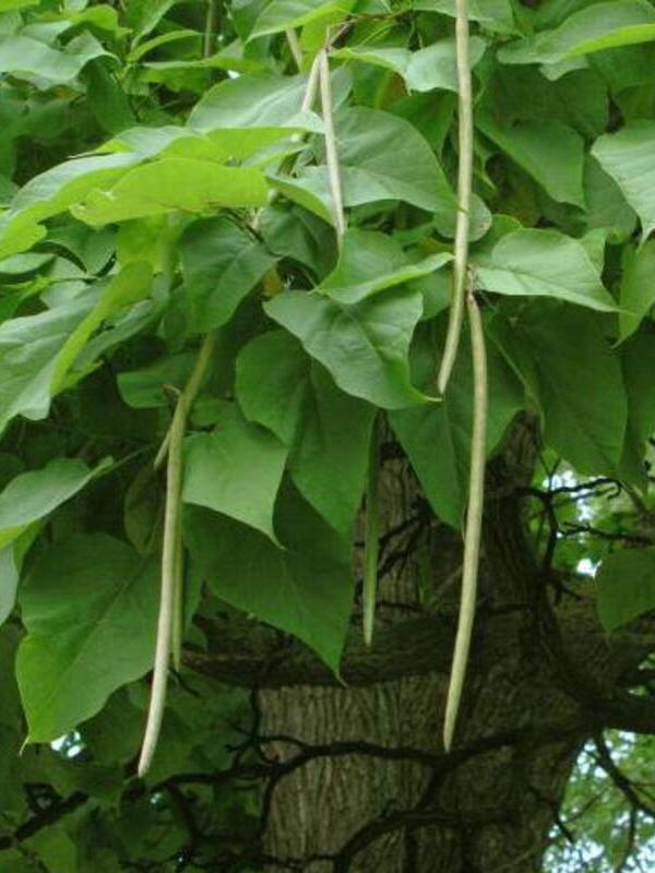    (Catalpa bignonioides) C10