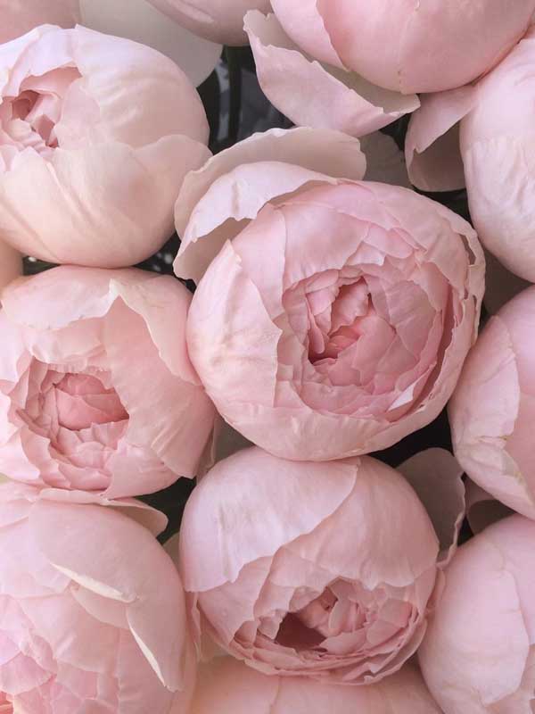     (Peony Pink) 