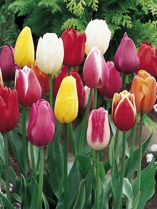  Tulipa Mix  (10 ) 