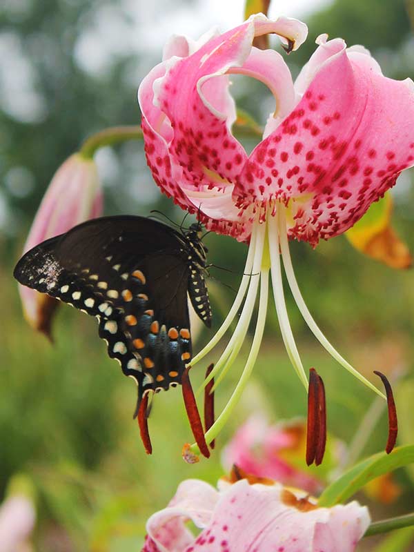  Speciosum Uchida  