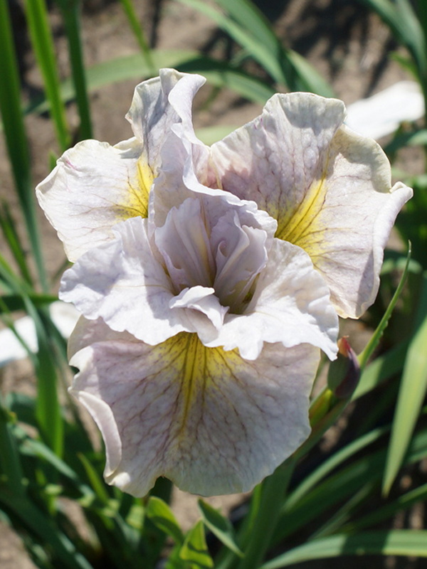  Sibirica   (Lemon Veil) 