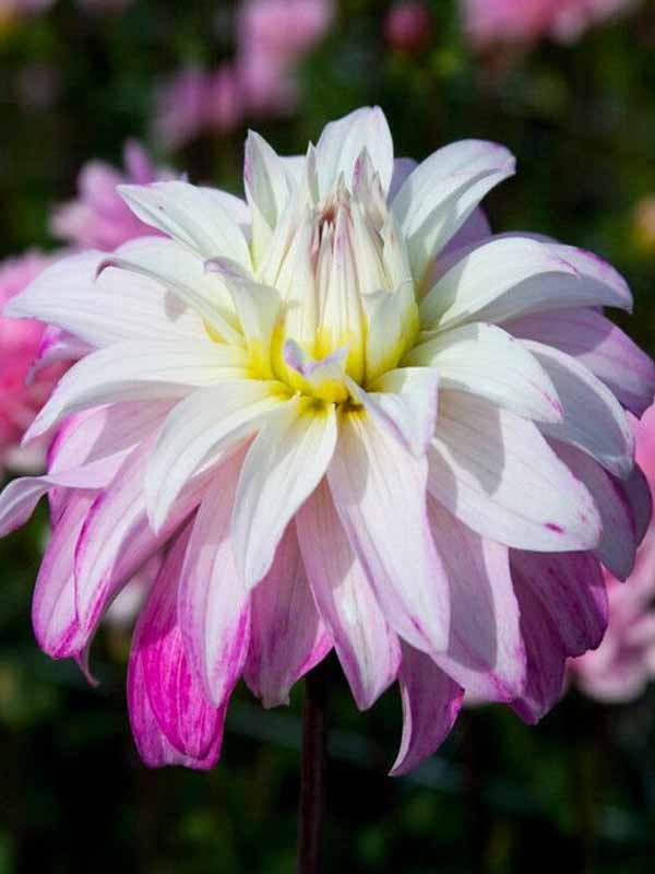  Pink Petticoat  ﻿﻿ 