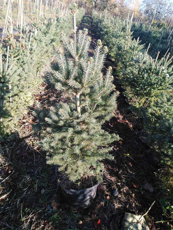   (Picea glauca) 7,5