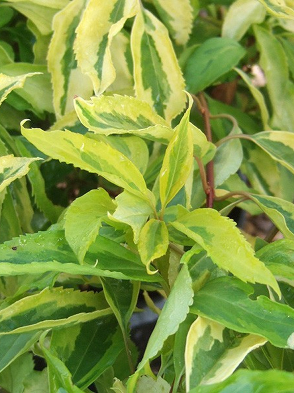   (Variegata)