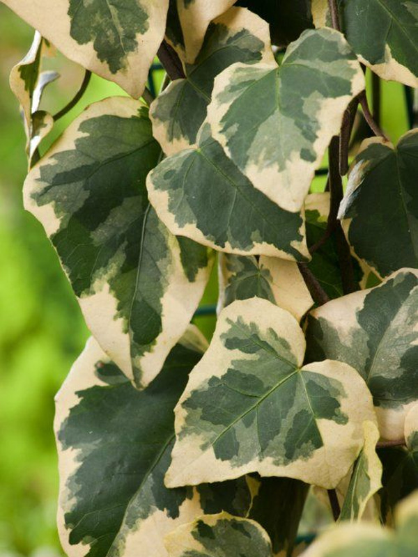  Variegata P9