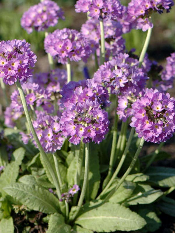  Denticulata lilac