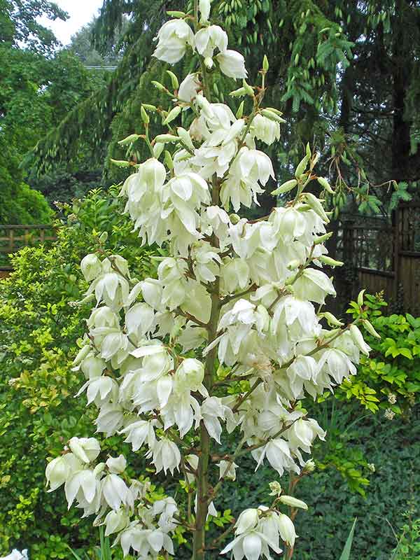  (Yucca)