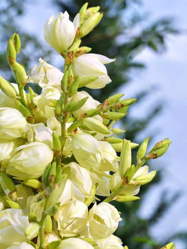  (Yucca)