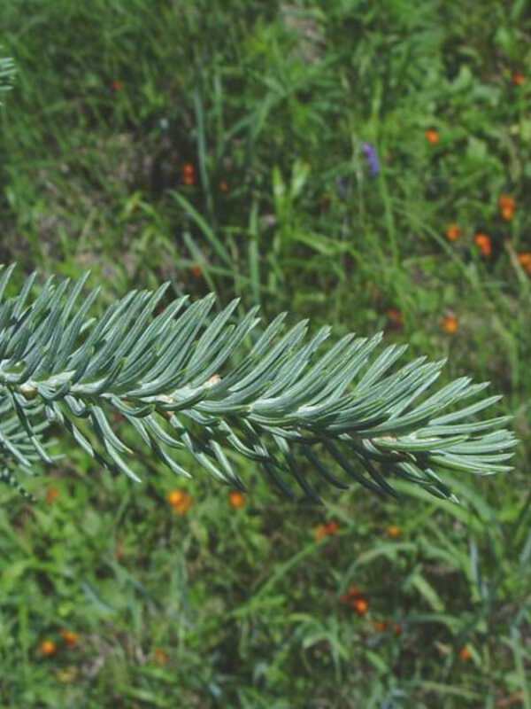   (Picea glauca) 7,5