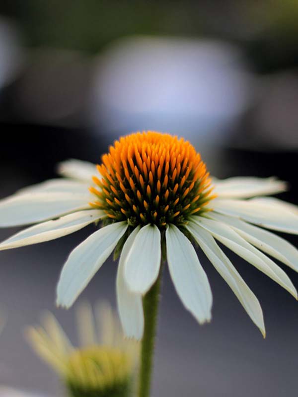  Purpurea White Swan 