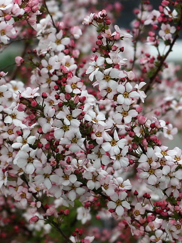   Fujino Pink ( ϳ)