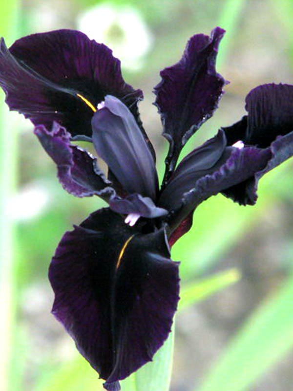  Black Form