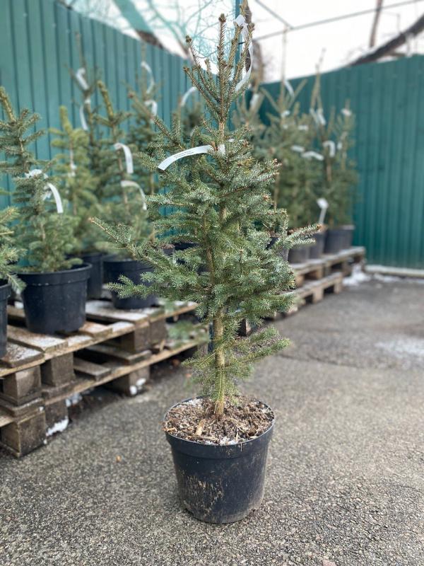   (Picea glauca) 7,5