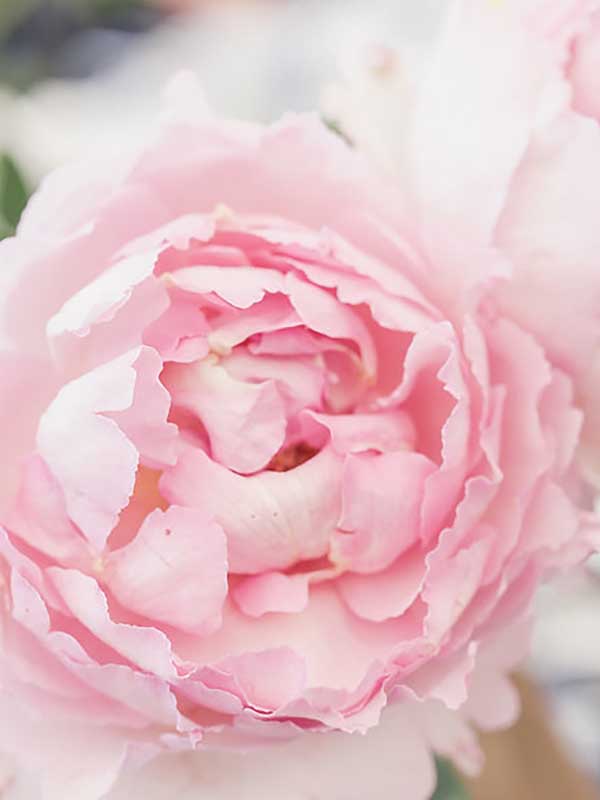     (Peony Pink) 