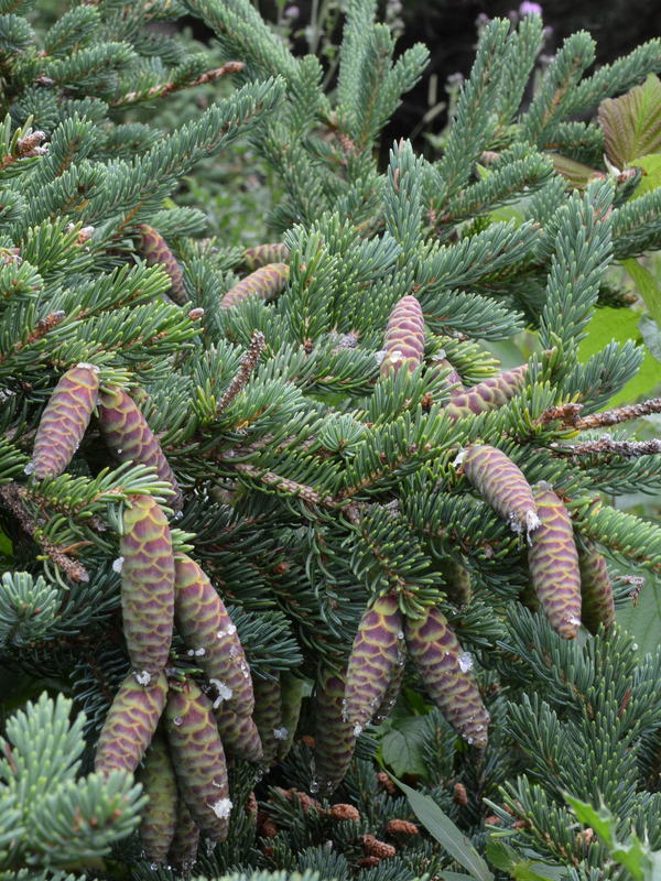   (Picea glauca) 7,5