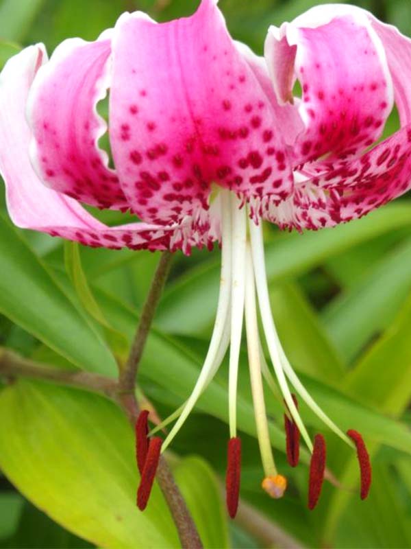  Speciosum Rubrum   