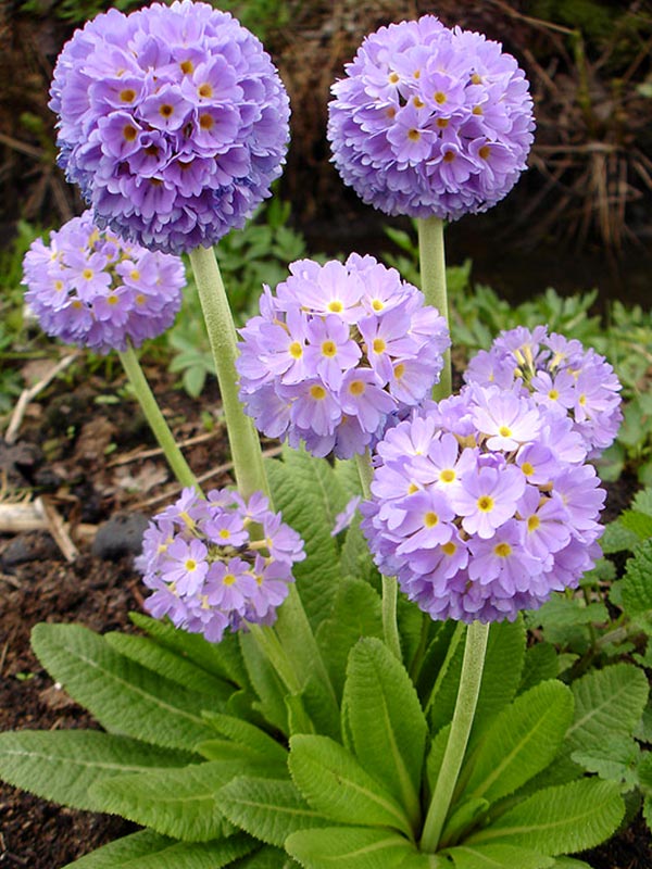  Denticulata lilac