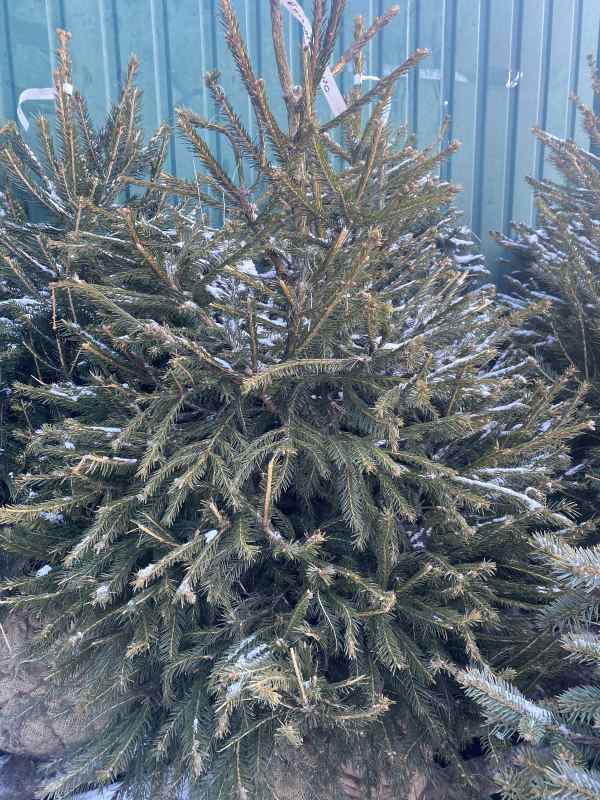    (Picea abies Excelsa)  100-120 , 6 