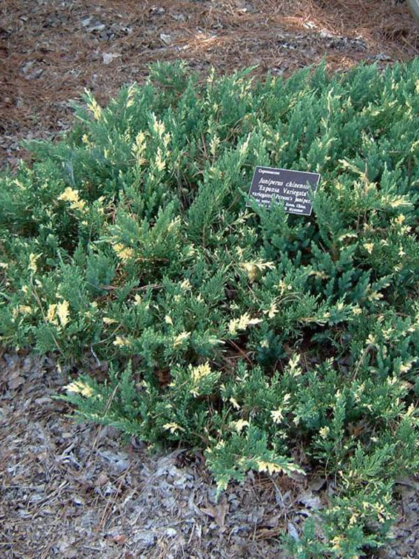     (Andorra Variegata) P9