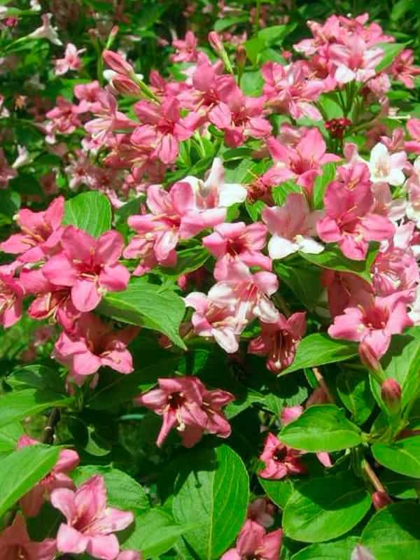   (Weigela Rosea)