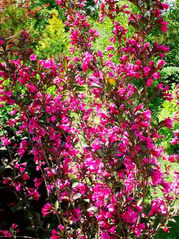   (Weigela Purpurea)