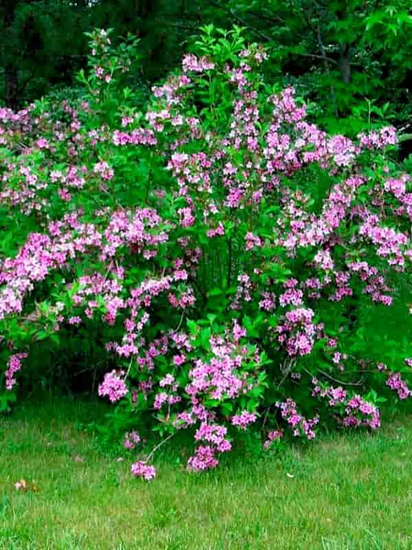   (Weigela Rosea)