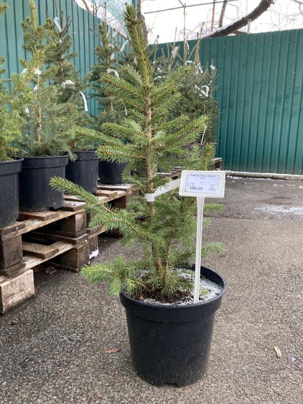   (Picea pungens Glauca) 7,5