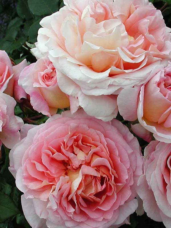     (Abraham Darby)