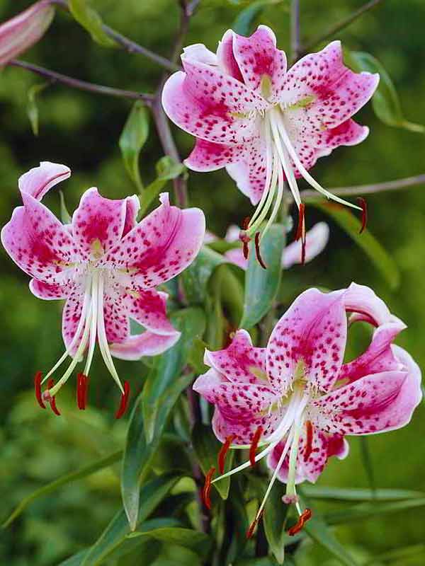  Speciosum Uchida  