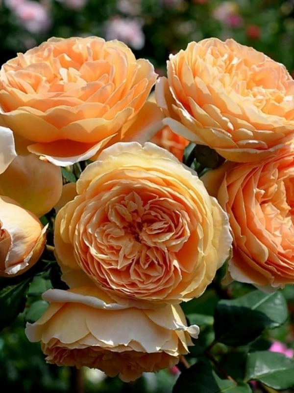      (Crown Princess Margaretha)  5 