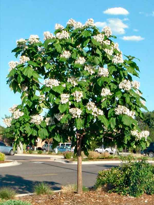    (Catalpa bignonioides) 10