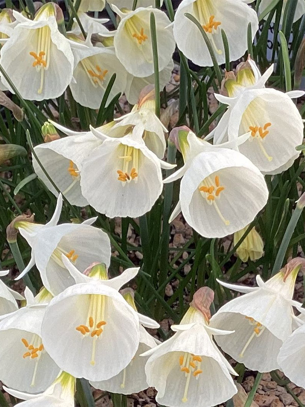  White Petticoat 6+ 