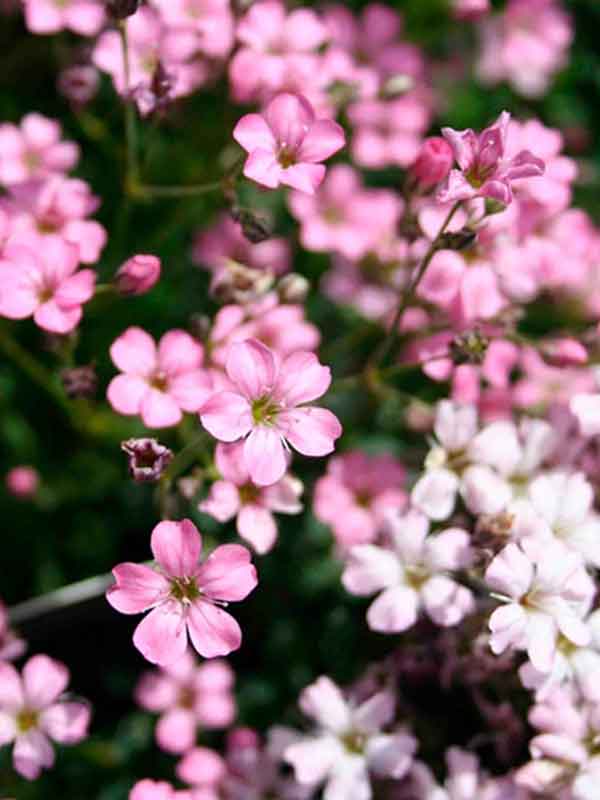 ó Paniculata pink (1 )