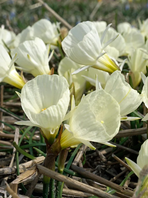  White Petticoat 6+ 