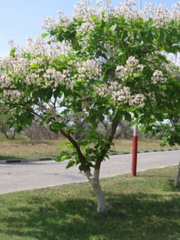    (Catalpa bignonioides) 3