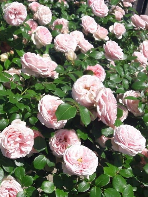   (Jardins de Chaumont-sur-Loire) 