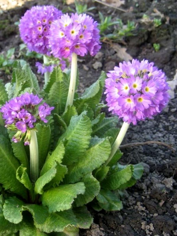  Denticulata lilac 