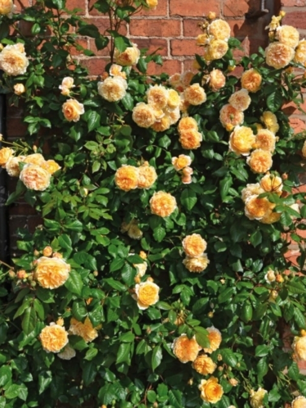      (Crown Princess Margaretha)  5 