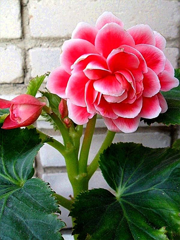  Camelia 4\5 (1 ) 