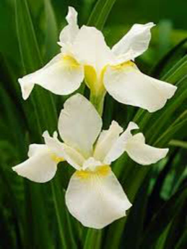   Iris sibirica White Swirl