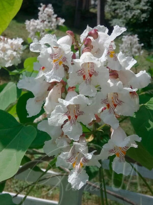    (Catalpa bignonioides) 25