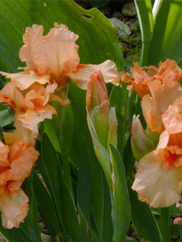   Iris pumila Tickled Peach