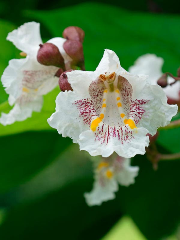    (Catalpa bignonioides) 10