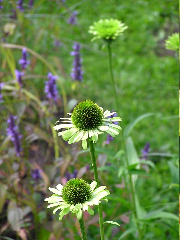  Green Jewel 