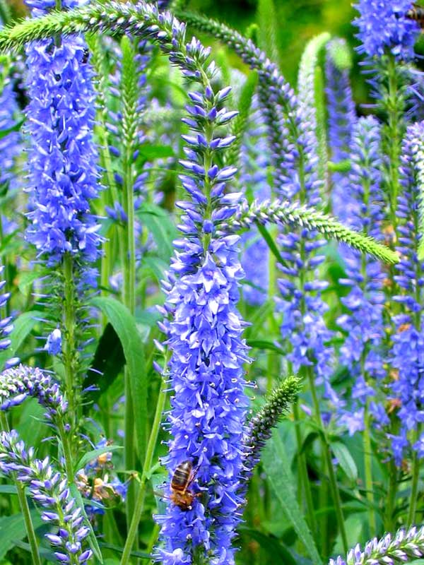  Veronica Blauriesin