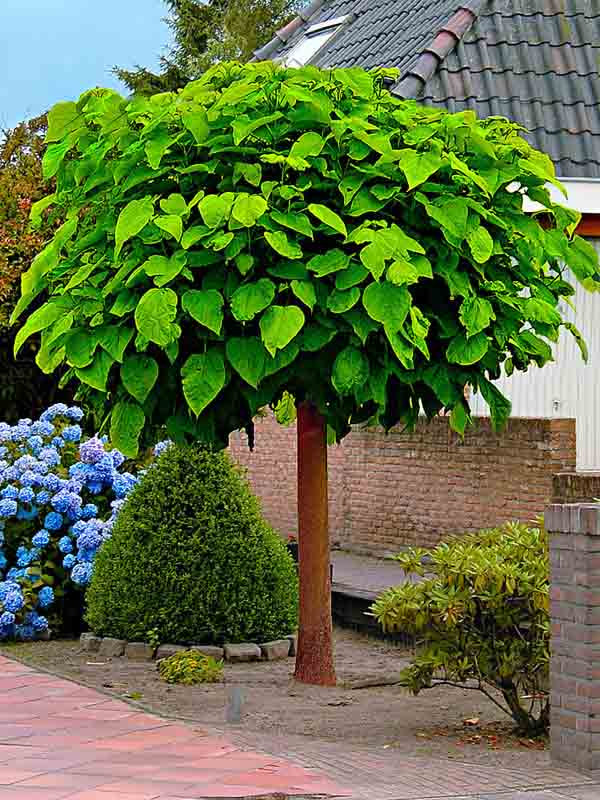    (Catalpa bignonioides) 10