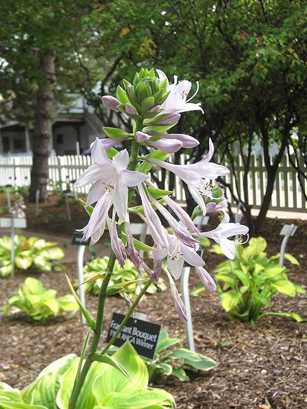  Fragrant Bouquet ( )