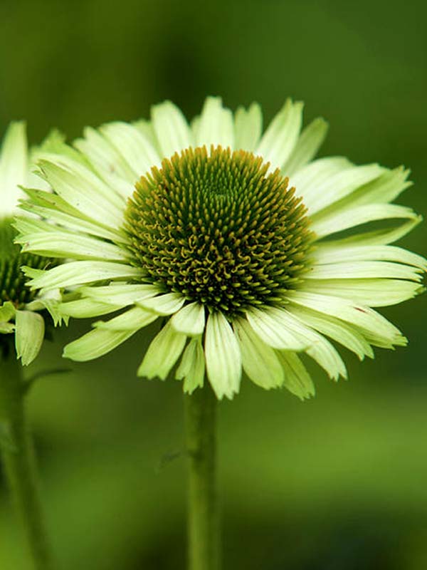  Green Jewel 